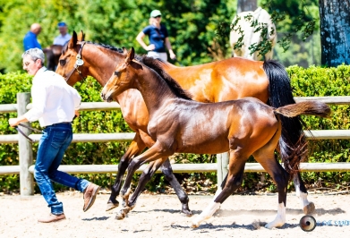 Jazzman de Poheton (VictorHugo Bois Margot X Heartbreaker)