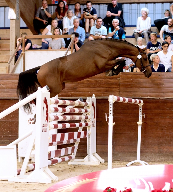 Instar du Blanc (VictorHugo Bois Margot x Canturo) TOP PRICE VENTES ELITES FENCES 2021, adjugé 82 000 €!