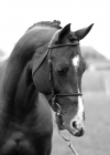 Quaprice Bois Margot, CSI5*
