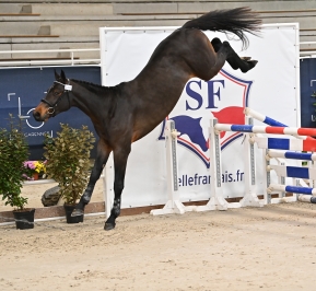 Leopardo Bois Margot  (Dexter Bois Margot x Canturo)