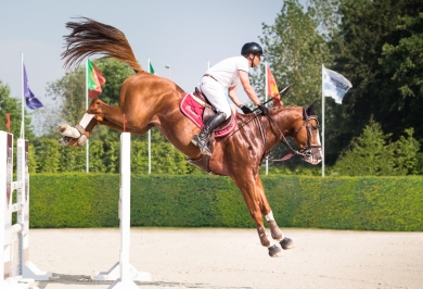 Qidimieux (Qlassic x Quaprice),  Grand Gagnant en CSI à 7 ans.