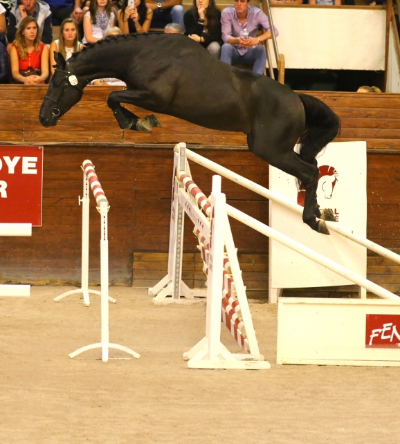 Douglas de Riverland (Sunday x Kannan), Top Price Fences 50 000€, évolue à 4 ans sous la selle d'Aymeric De Ponnat.