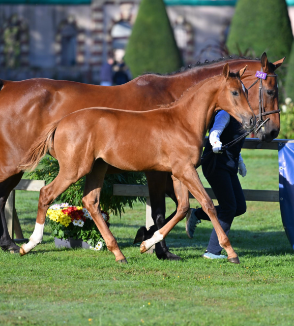 O Conor de Beuvreuil, (J’Accuse Bois Margot x Lando), 3e du Championnat de France (mâles  âgés) 2024
2e du Concours régional des foals (mâles  âgés) au Haras du Pin avec la note de 17,10/20
