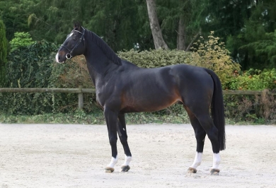 Qlassic Bois Margot (L'Arc de Triomphe x Galoubet A)